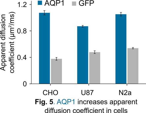 AQP1 increases apparent diffusion coefficient in cells