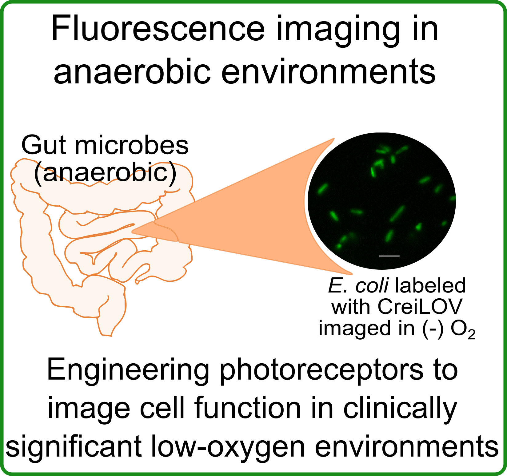 Fluorescence imaging in anaerobic environments