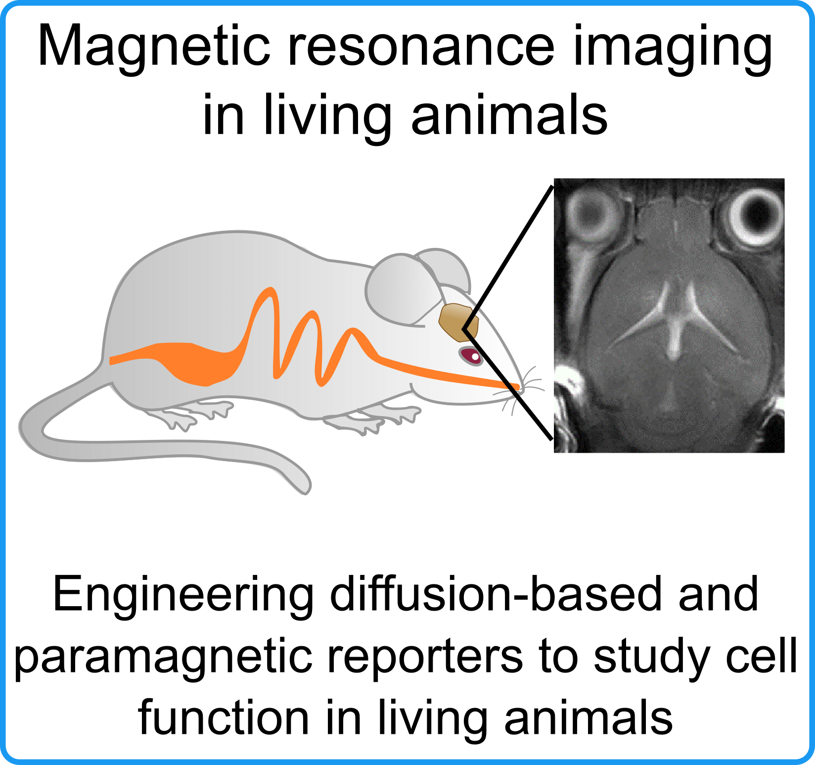 Magnetic resonance imaging in living animals